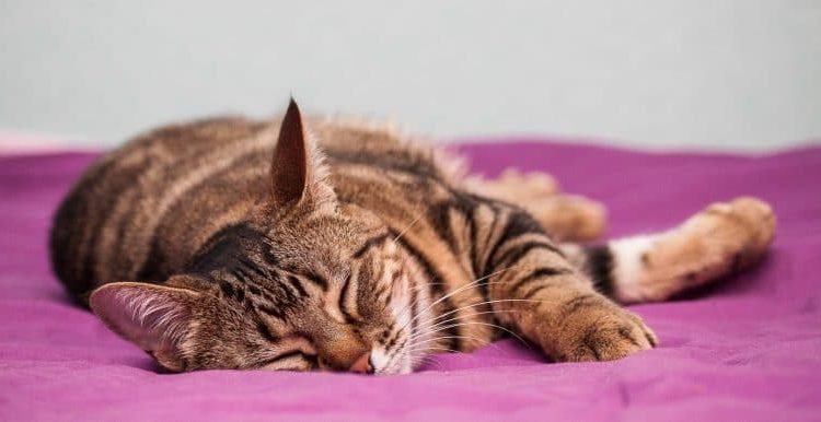 sleepy kitty on pink rug