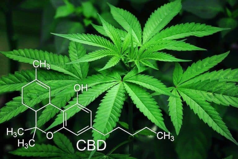cannabis boosts your endocannabinoid system