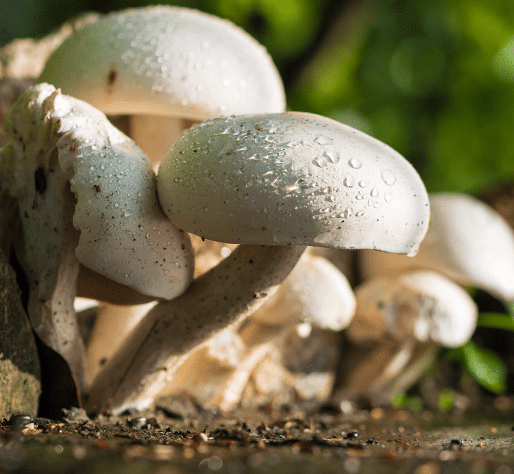 mushrooms boost the immune system