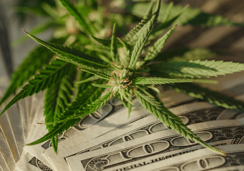 money and marijuana cash