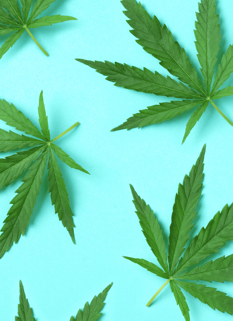 cannabis pot leaves medical marijuana